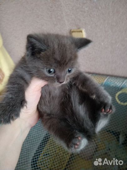 Британские котята