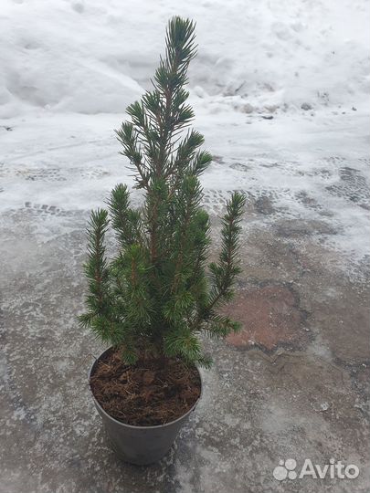 Ель канадская konica