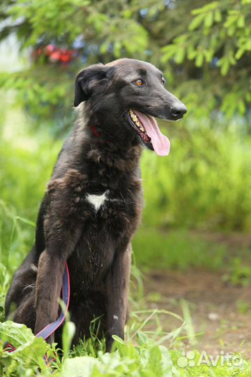 Собака в добрые руки