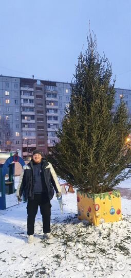 Ели живые новогоднии большие