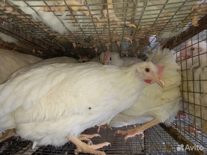 Куры Несушки