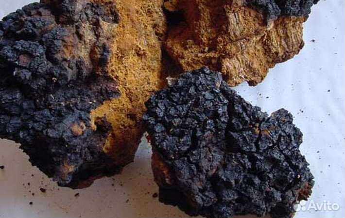 Чага, березовая