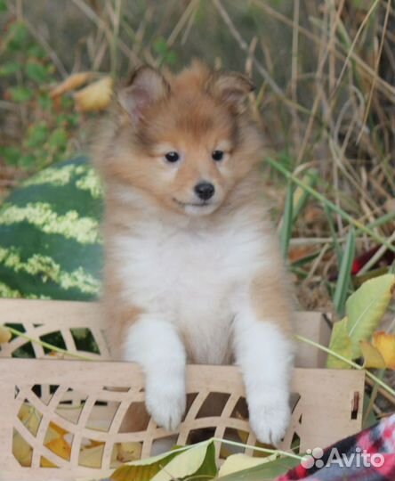 Щенки шелти