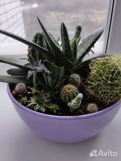 Кактусы и суккуленты