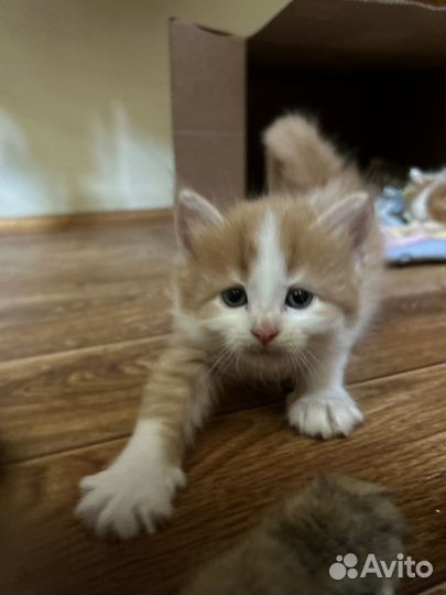 Отдам в добрые руки