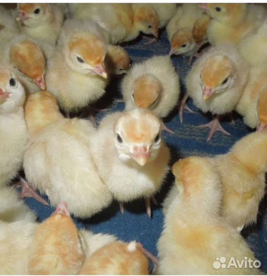 Индюшата суточные