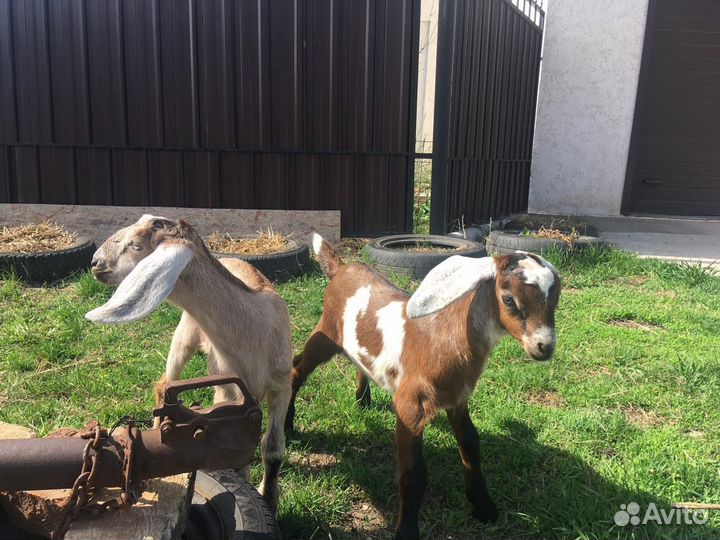 Козочка и козлик