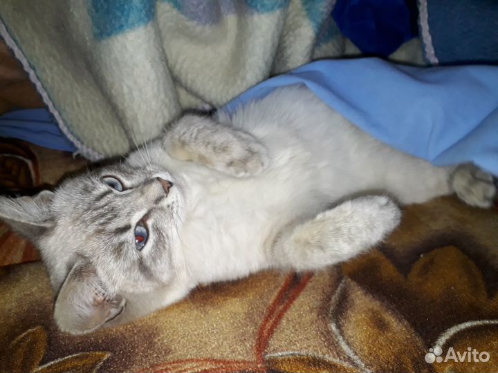 Кошка тайская 6 месяцев в самые добрые руки