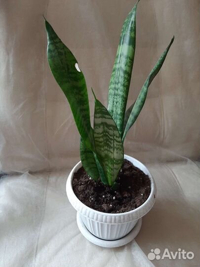 Сансевиерия (щучий хвост)