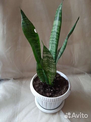 Сансевиерия (щучий хвост)