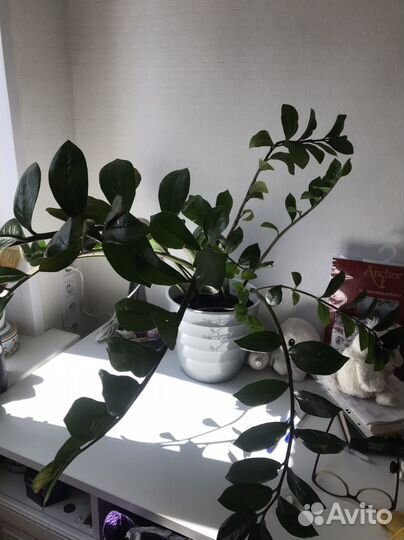 Замиокулькас