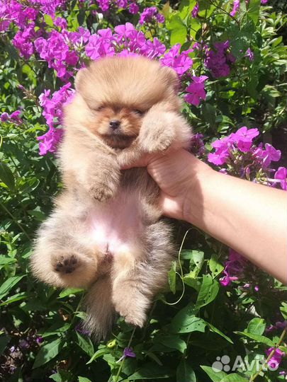 Мини Мышка Девочка Померанский шпиц