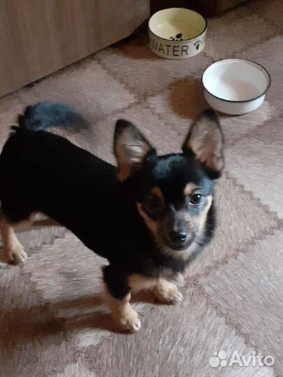 Метис шпица