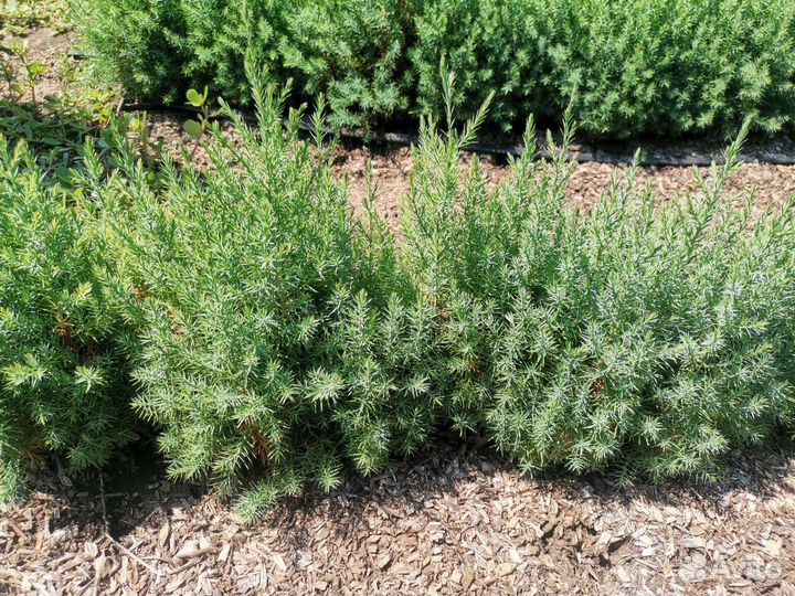 Фисташка Туполистная и другие саженцы