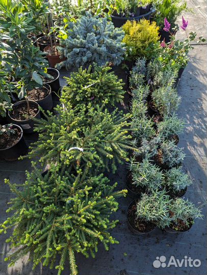 Ель Нидиформис, диаметр 50 см