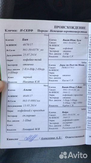 Щенки курцхаара,рождены15.07.23 от запланированн