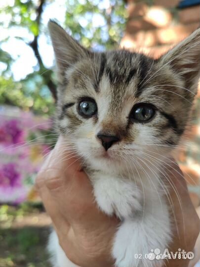 Шотландская вислоухая