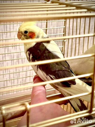 Попугай Корелла (птенцы)