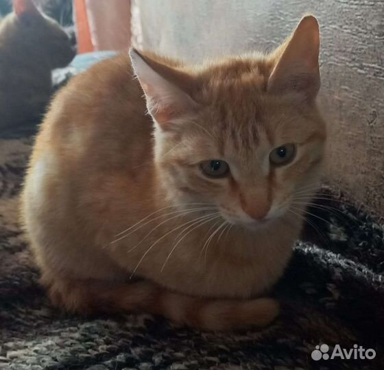 Кошка в дар