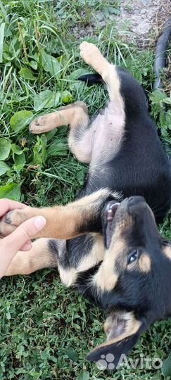 Щенок в добрые руки бесплатно