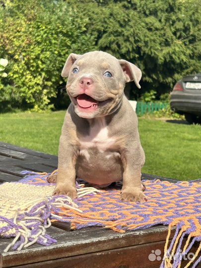 Американский булли покет,классик