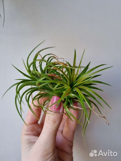 Tillandsia ionantha