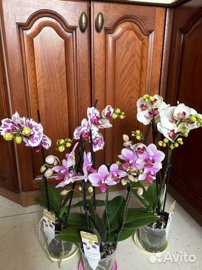 Редкие орхидеи мультифлора