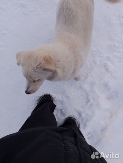 Бездомыш замерзает