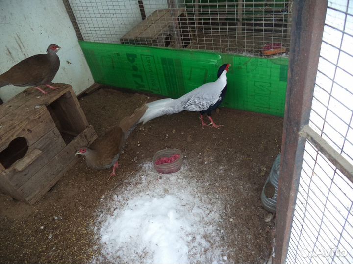 Фазаны-много видов-золотые,серебряные,королевские