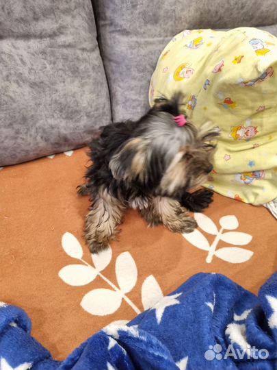 Йоркширский терьер мини мальчик. И кот майн кун