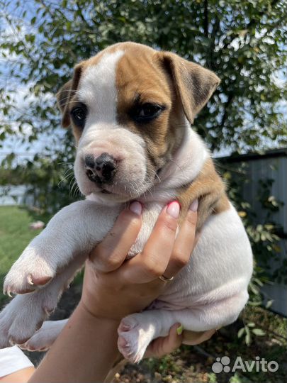 Щенки амстаффа