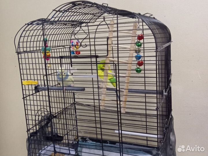 Волнистые попугая с клеткой, бронь