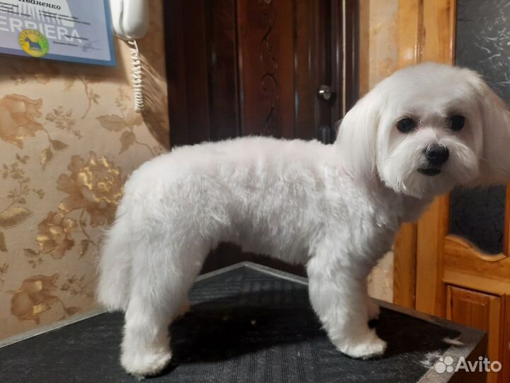 Стрижка собак (груминг) на дому