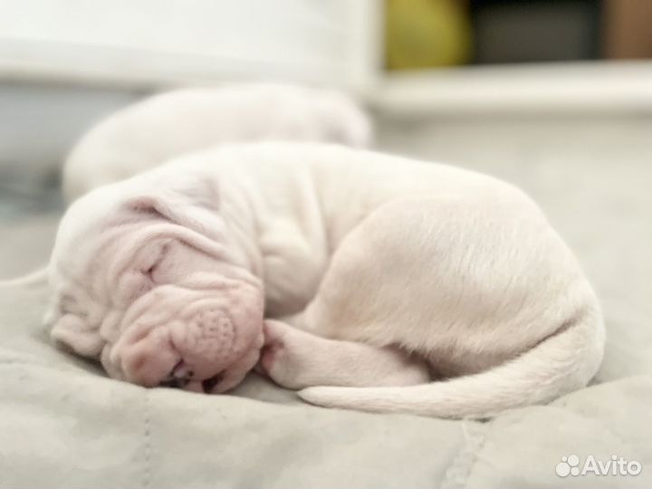 Дого аргентино