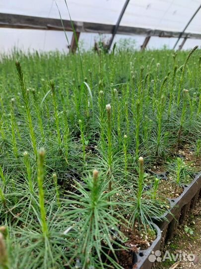 Саженцы сосны и ели окс оптом