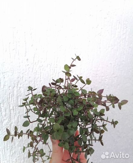 Цветы комнатные, фикус,бегония,коллизия