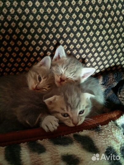 Котята