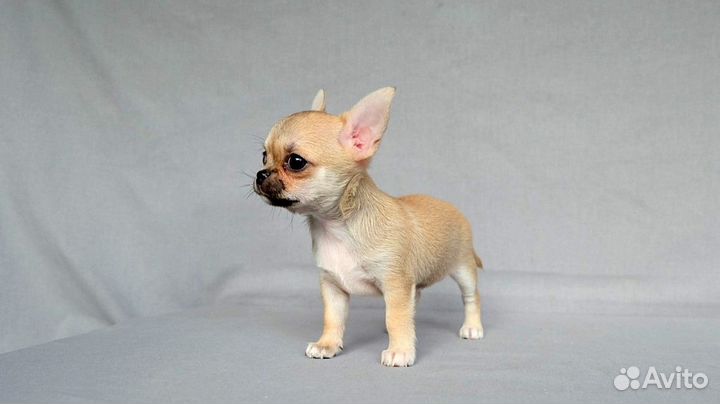 Чихуа девочка мини