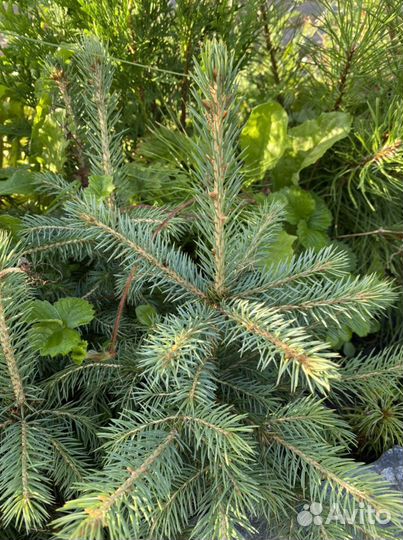 Ель Колючая (голубая)