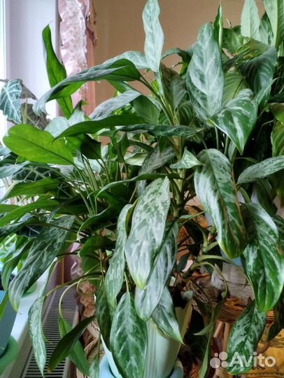 Комнатные цветы продам