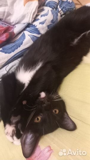 Котенок мальчик бесплатно