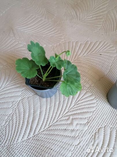 Пеларгония герань