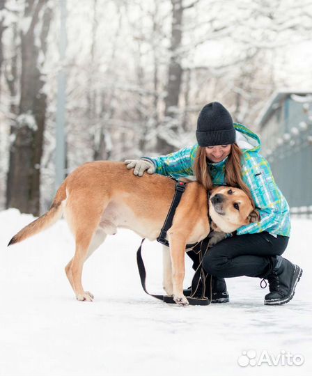 Добрый пёс ждёт в приюте