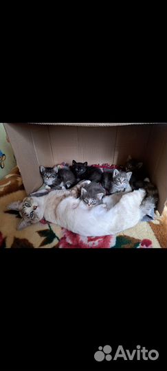 Котята в добрые руки