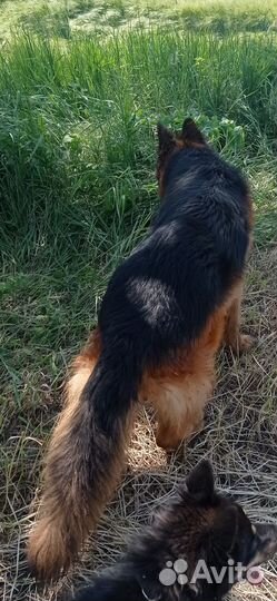 Немецкая овчарка. Вязка