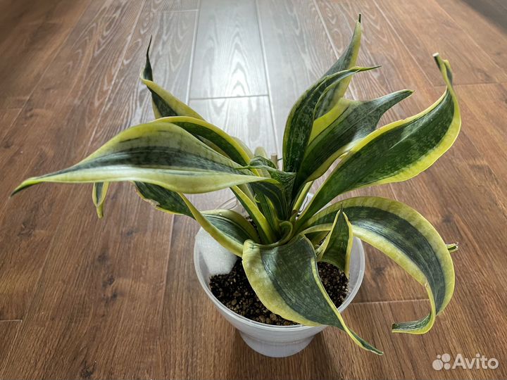 Сансевиерии