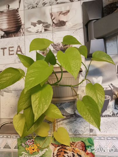 Эпипремнумы сортовые