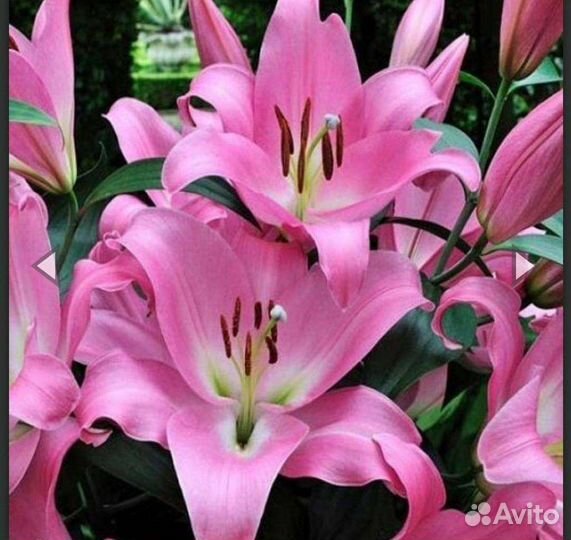 Лилии луковицы оптом