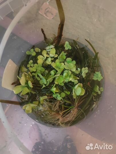 Аквариумные растения