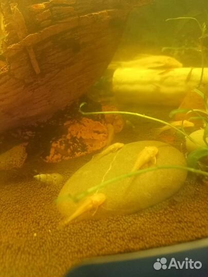 Жёлтые и серые сомики анцитруса. Креветки